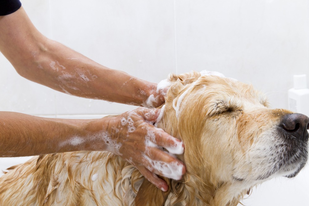 The Best Dry Shampoo for Dogs