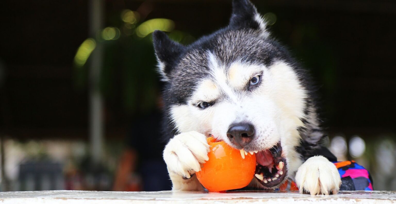 Best Chew Toys for Aggressive Chewers