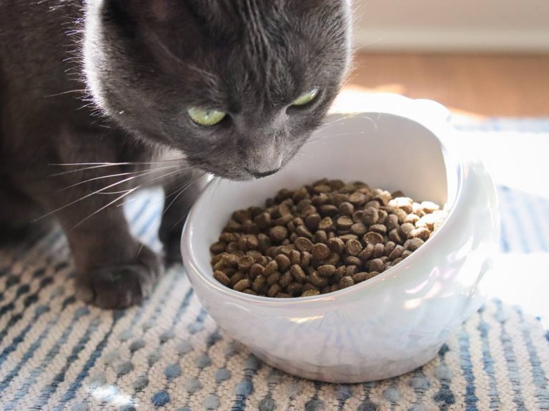 Best Calming Treats for Cats Natural and Pharmaceutical Options