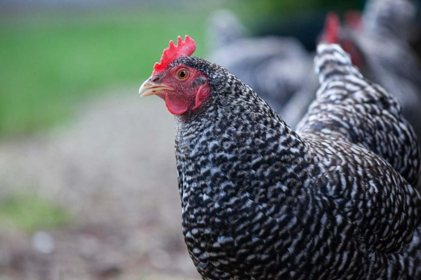 The 10 best egg laying chickens – Artofit