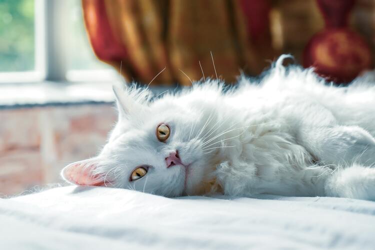 Best Flea for Cats Treatment Options Best Flea for Cats Treatment Options