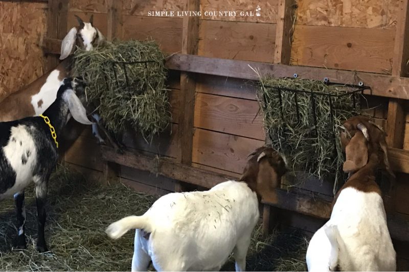 Best Hay for Goats Types, Benefits and More