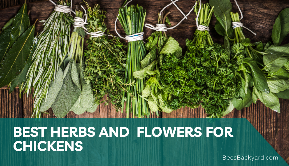Best Herbs for Chickens Top 10 Choices for Your Flock