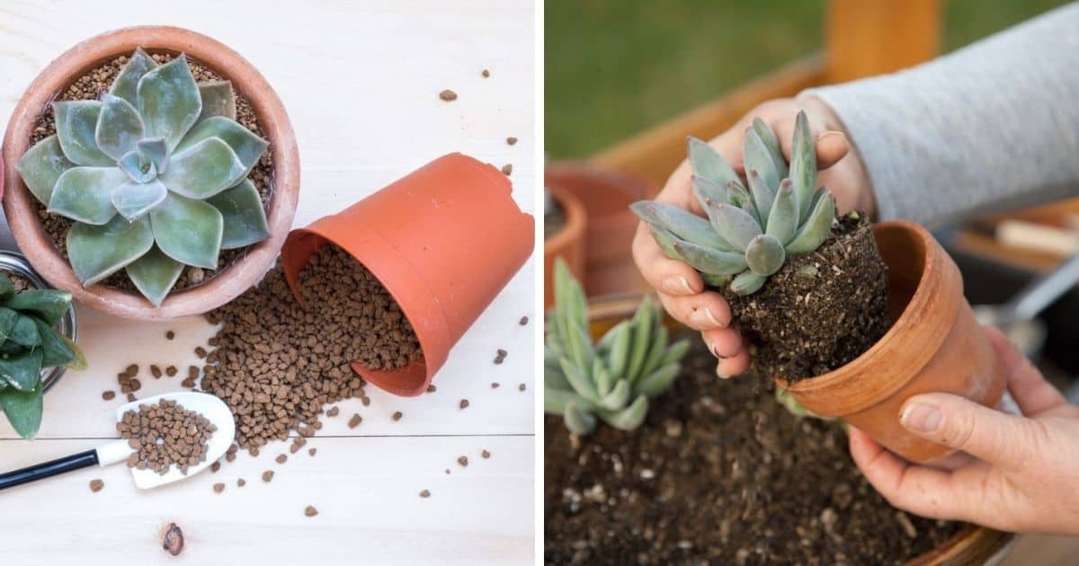 Best Soil for Succulents Indoors: How To Choose and Mix Your Own ... Best soil for growing succulents