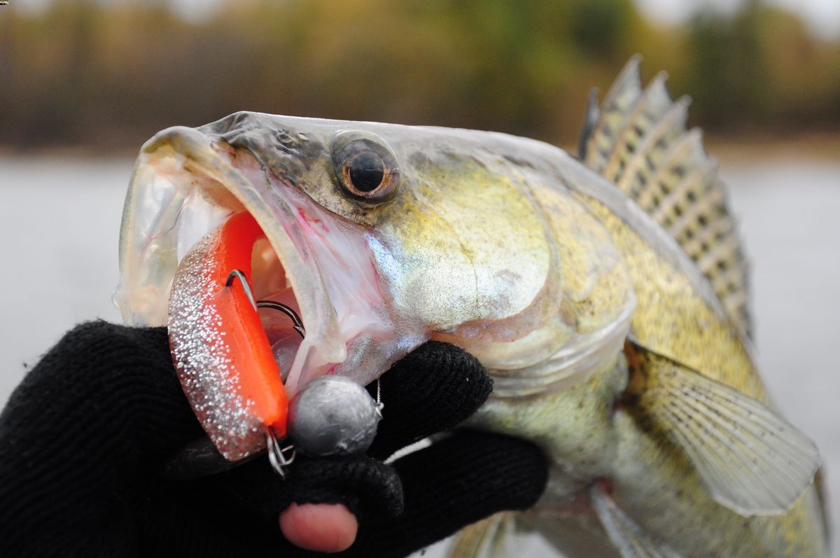 Best Lures for Walleye