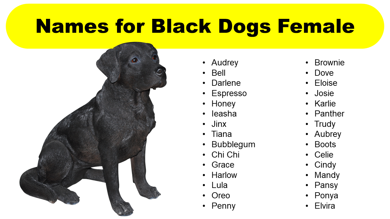 Best black dog names for your furry friend
