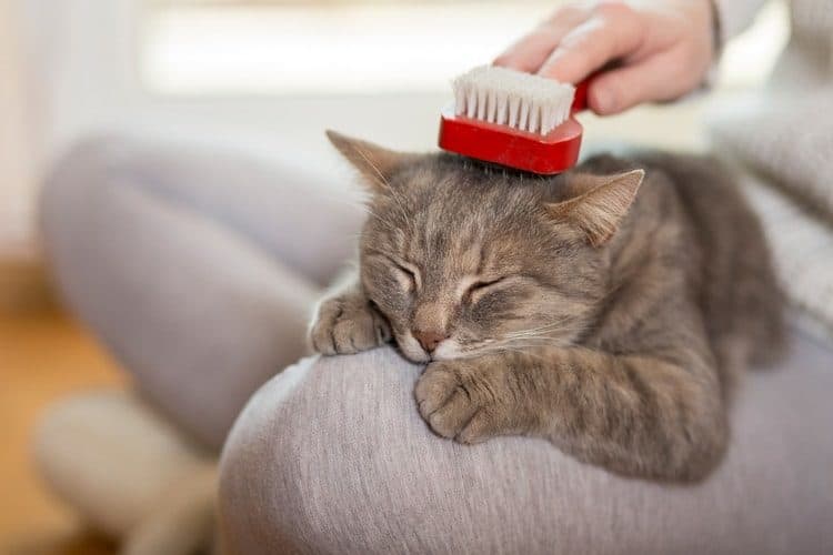 Best Cat Brush for Shedding Essentials
