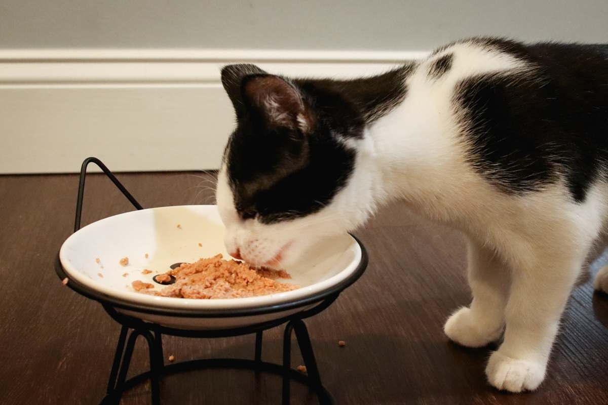 Best Cat Food Brands Wet Guide