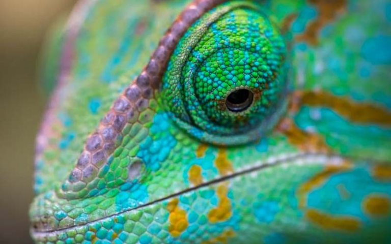 Which animal has the best eyesight in the world? What animal has best vision