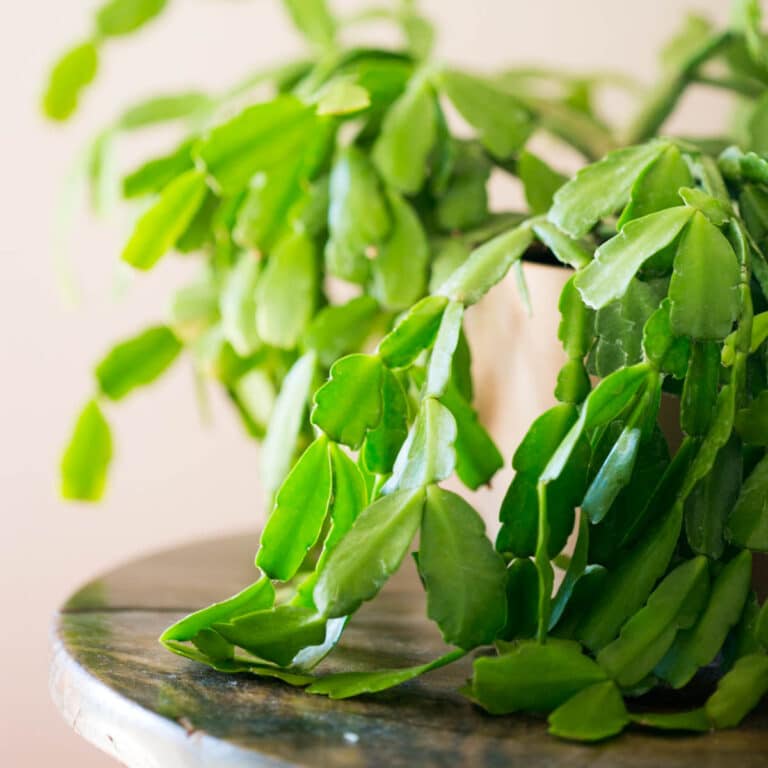 Best Soil for Christmas Cactus: 3 Great Choices