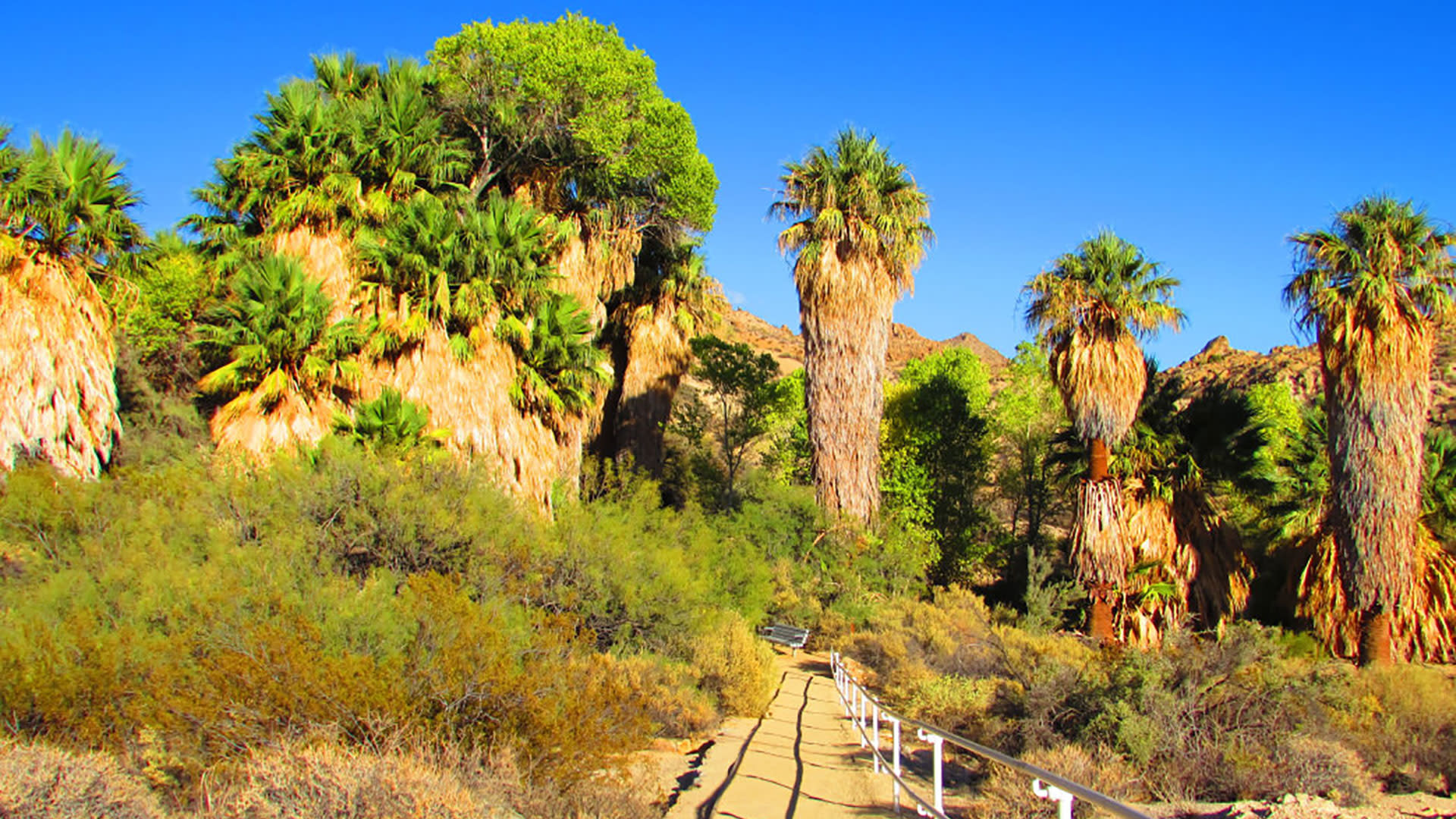 Best Hikes in Palm Springs