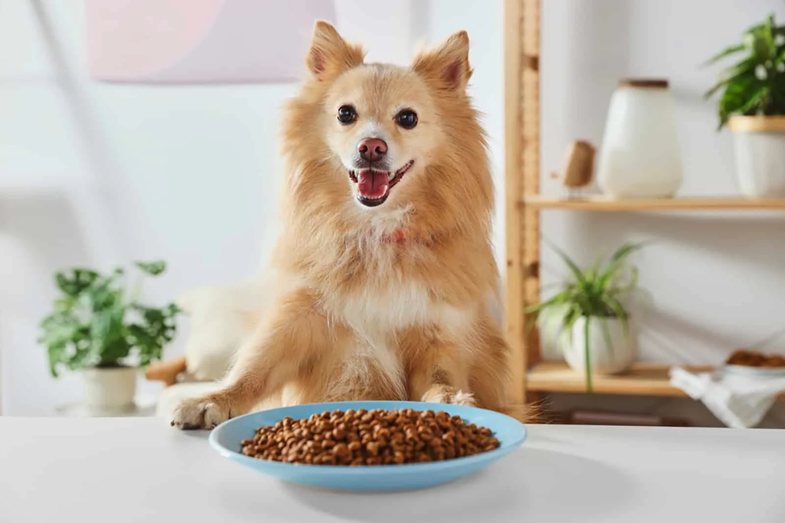 Best Food for Pomeranian Puppy Nutrition Essentials