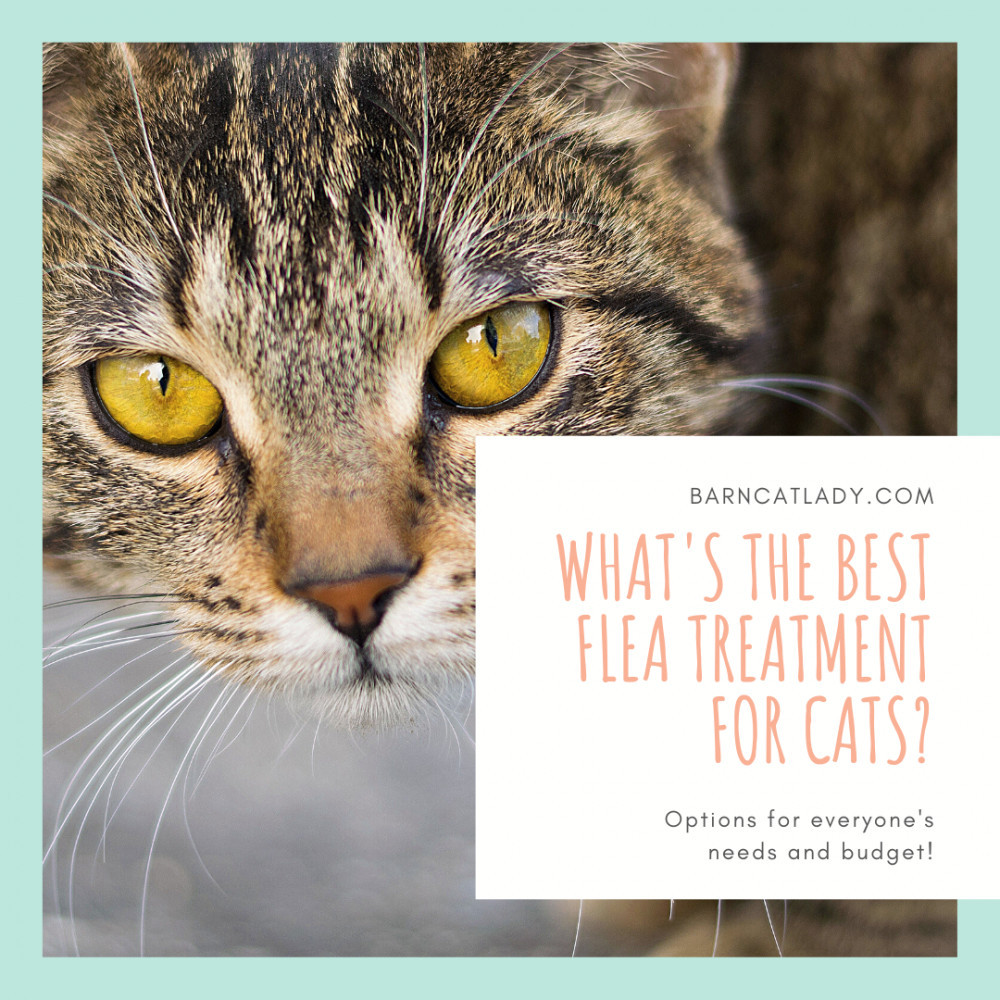 Best Flea Treatment for Kittens