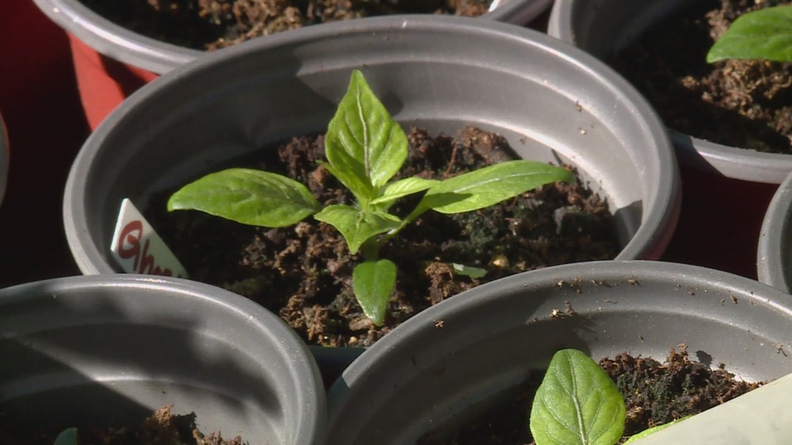 Planting Calendar for Your Vegetable Garden Farmer's almanac best days to plant