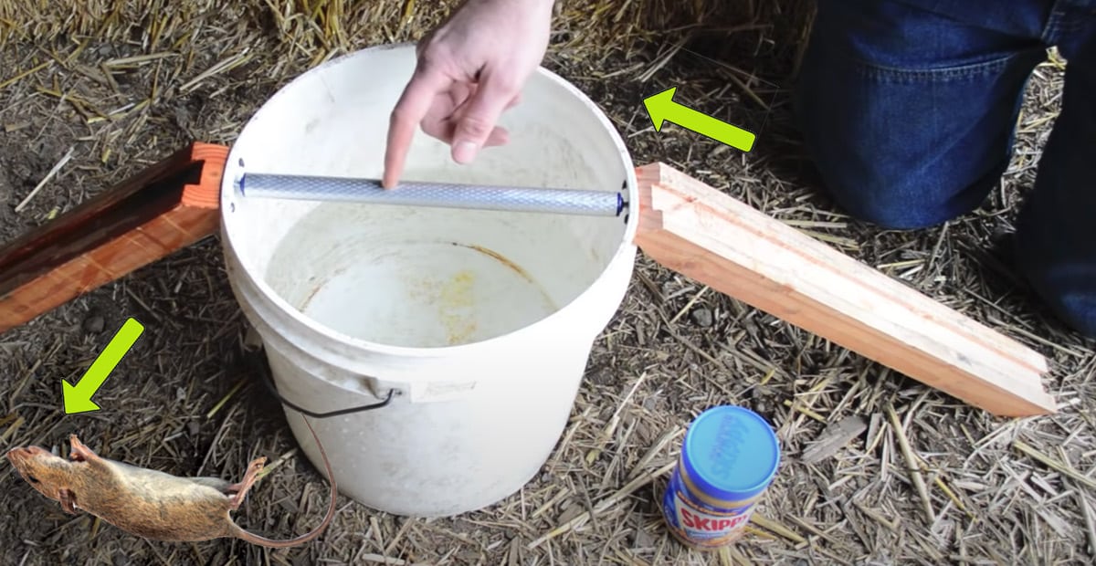 Best Mouse Bait for Traps Options