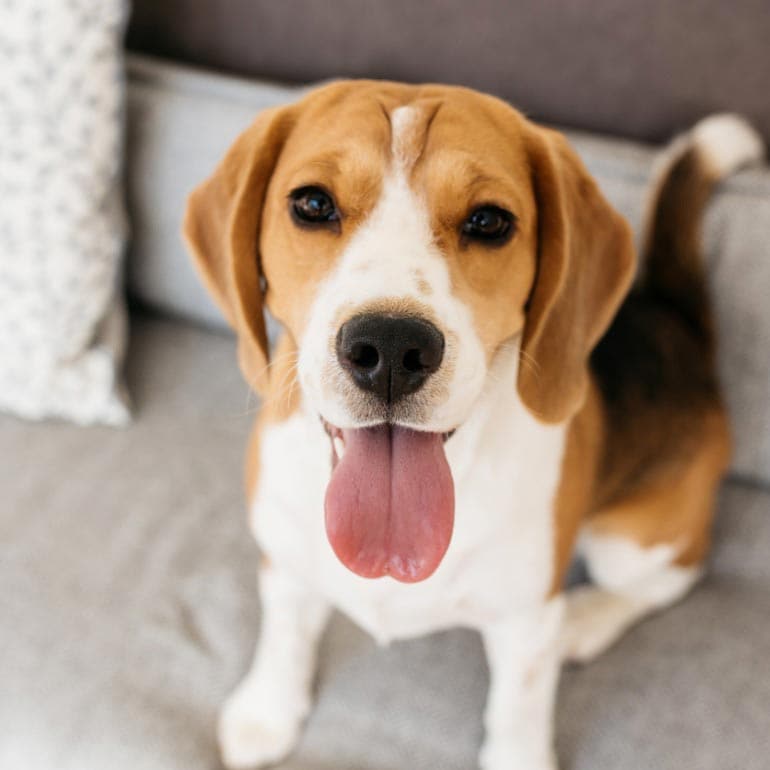 Best Family Dogs That Dont Shed