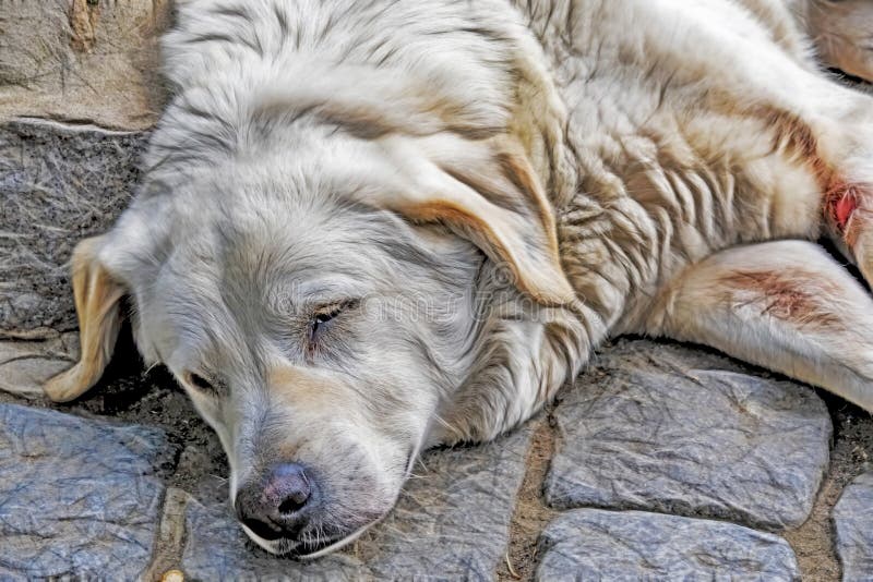 Dog human best friend