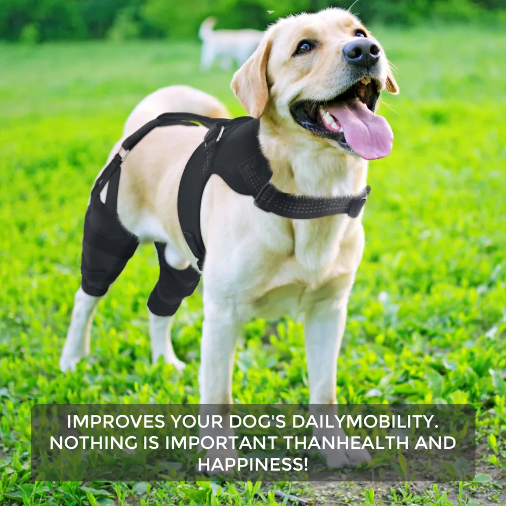 Best Dog Knee Brace for Torn ACL Protects Against Injury and Promotes Recovery