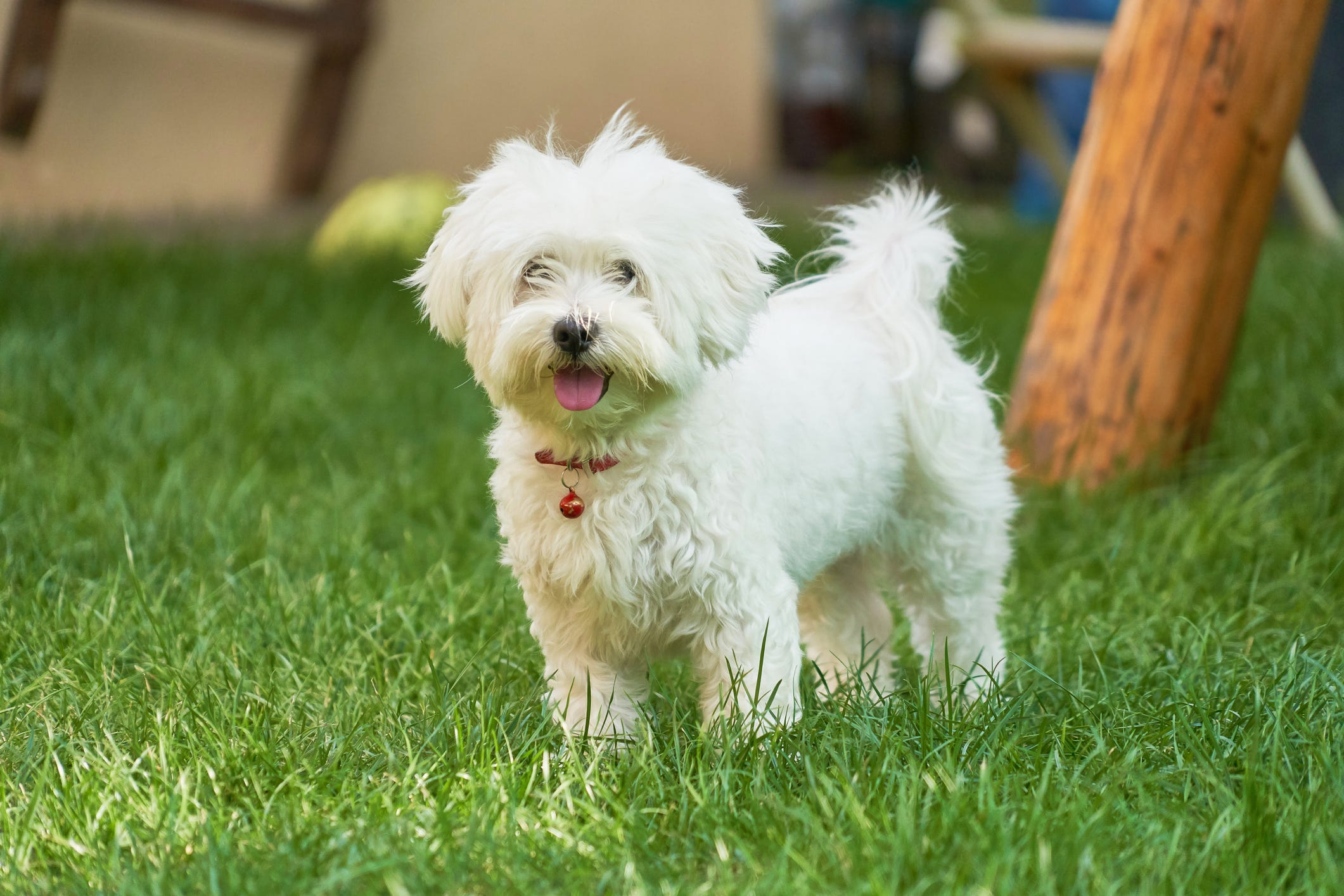 Best dogs for protection and family suitable breeds