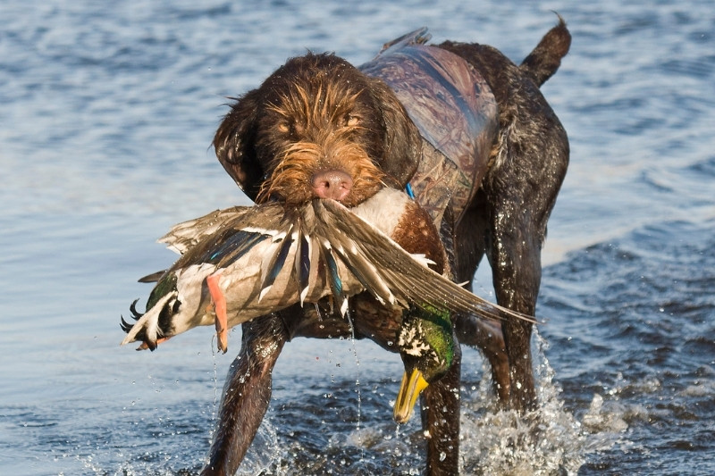 Best Duck Hunting Dogs Breeds for a Successful Hunt