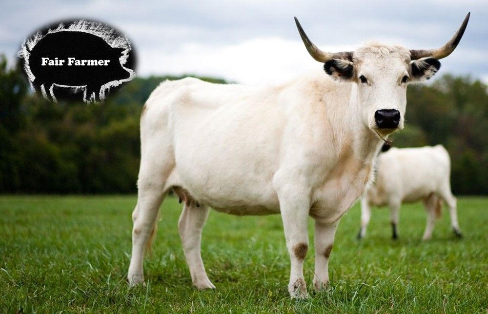 Best Cow for Meat Best Cow for Meat