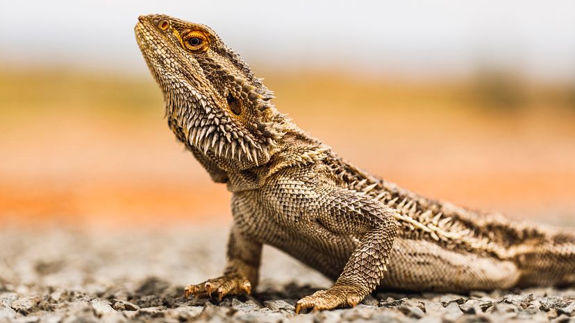 Best Lizard for Pet Beginners