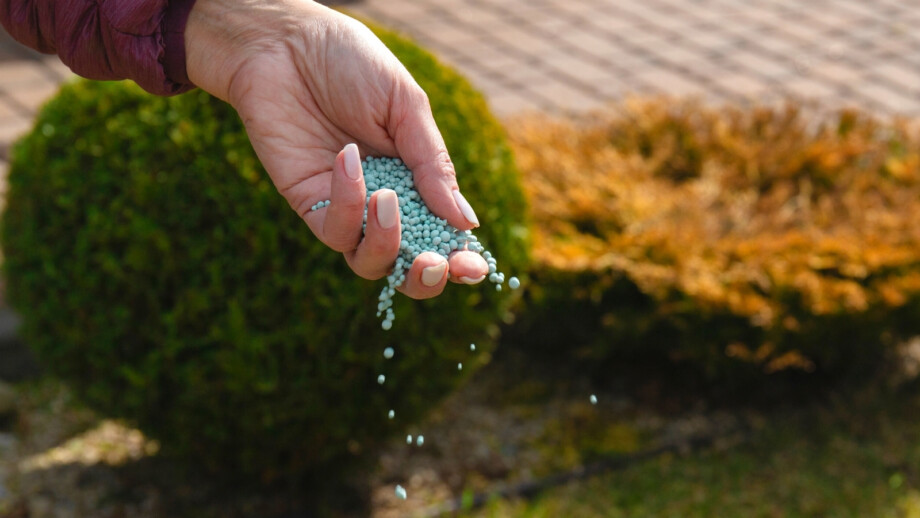 Best Fertilizer for Arborvitae