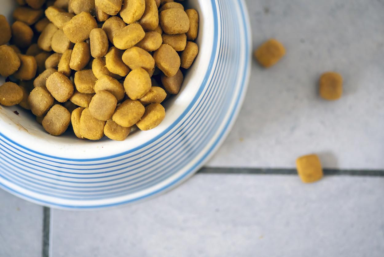Best Pet Food for Dogs with Skin Allergies Summary