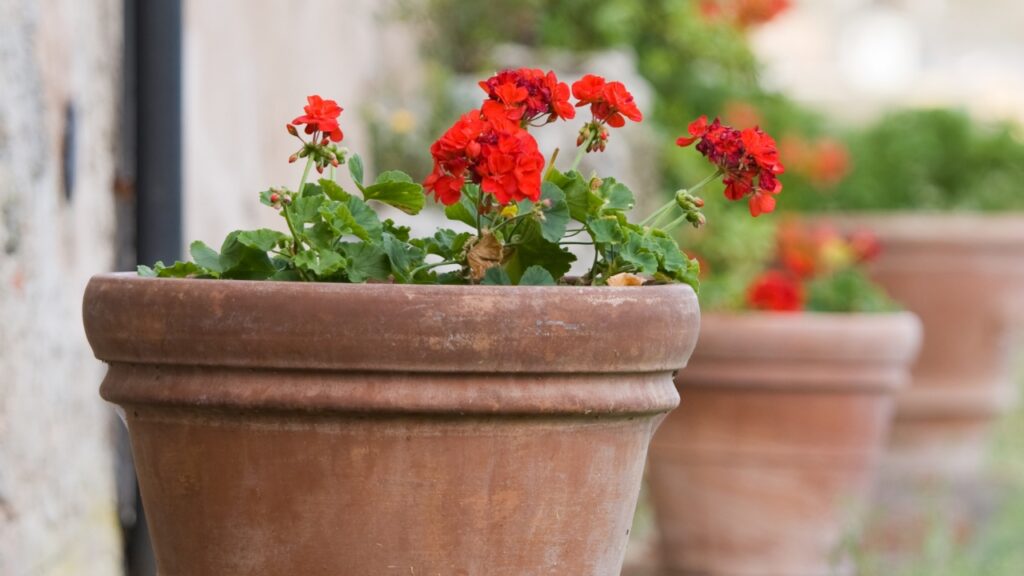 Best Flowers for Pots