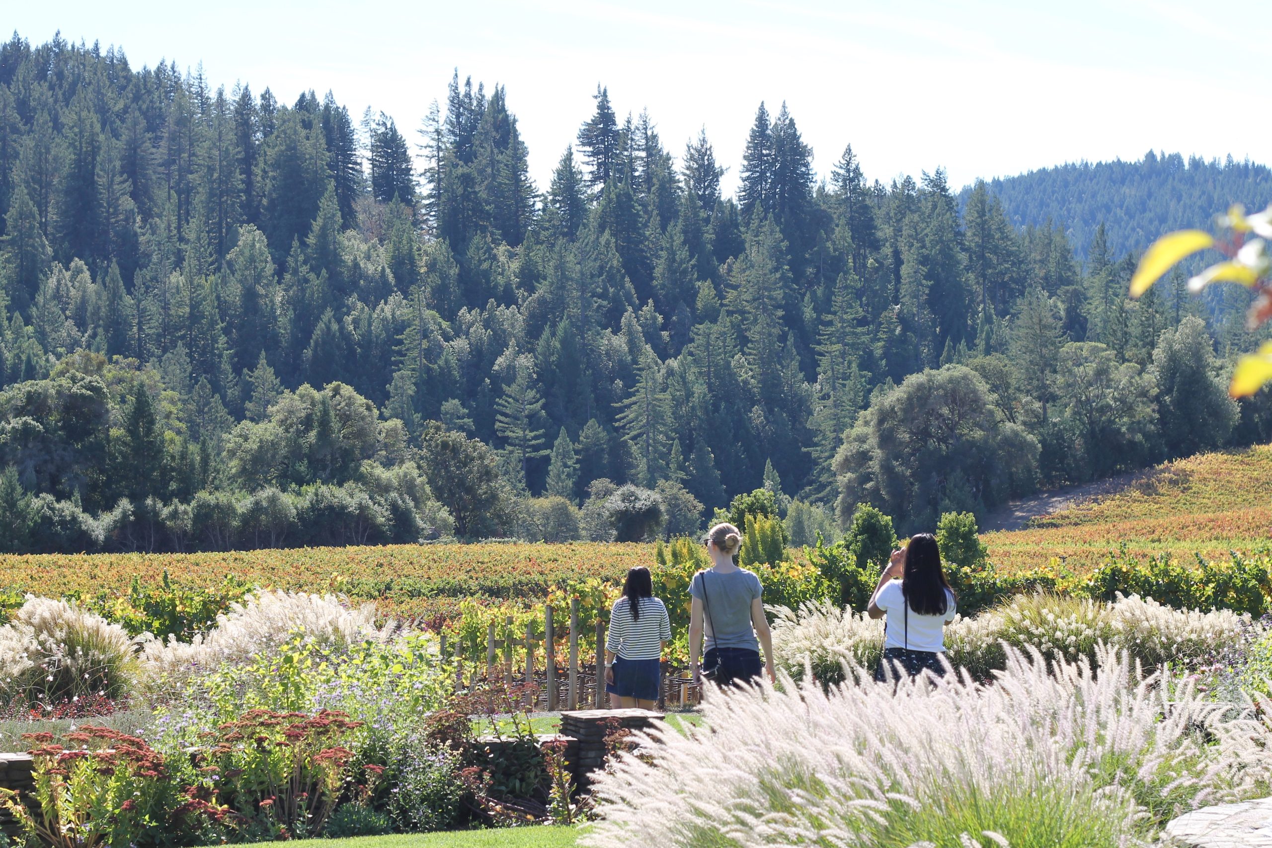 Best Western Dry Creek Inn – Healdsburg, CA | Sonoma