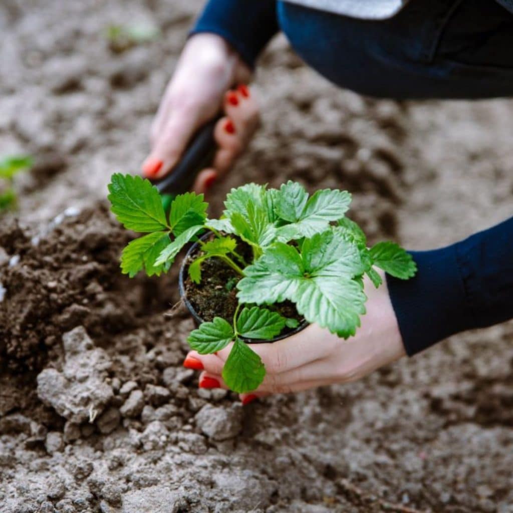 When To Plant Strawberries in the Fall – Strawberry Plants
