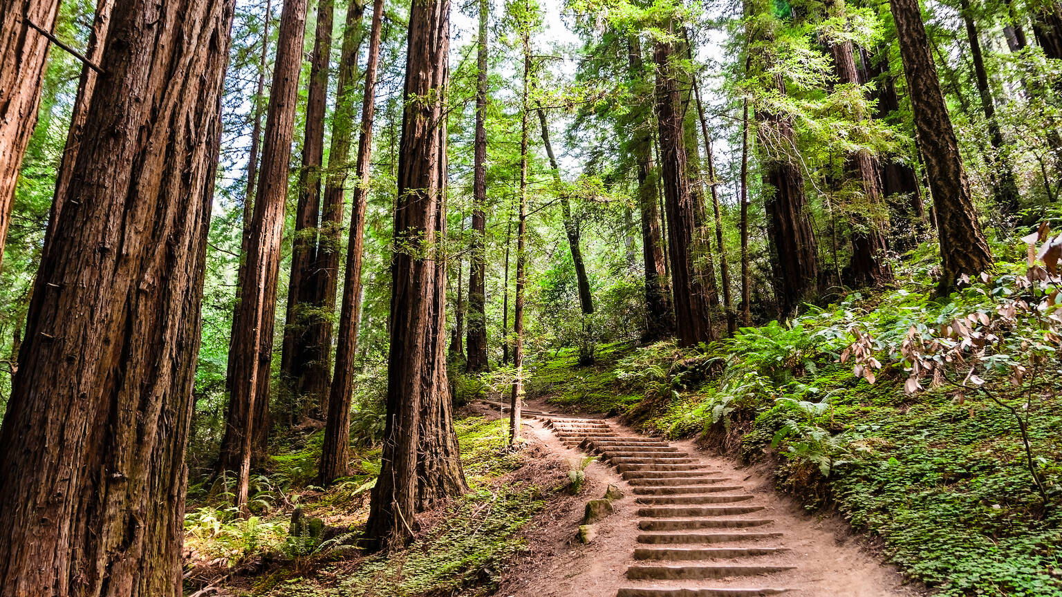 Best Hikes Bay Area
    Exploring the Best Trails in the San Francisco Bay Area