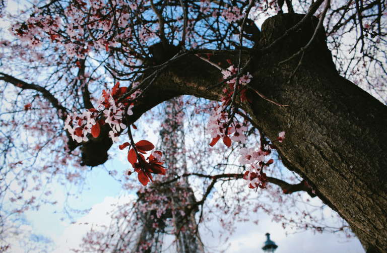 Best Month to Visit Paris for Optimal Weather and Tourist Experience