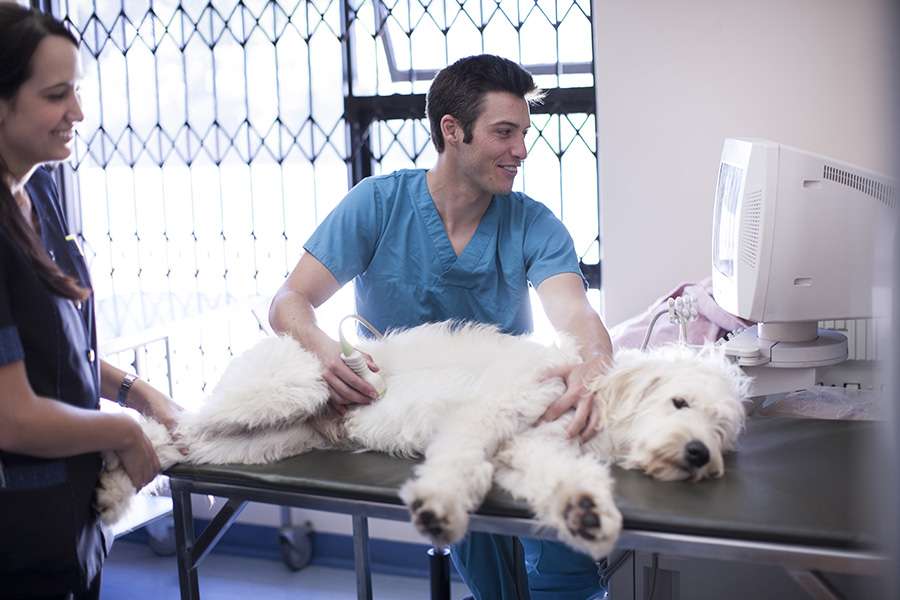 Best Internal Medicine Vet Near Me – Quality Care for Your Pets Internal Health