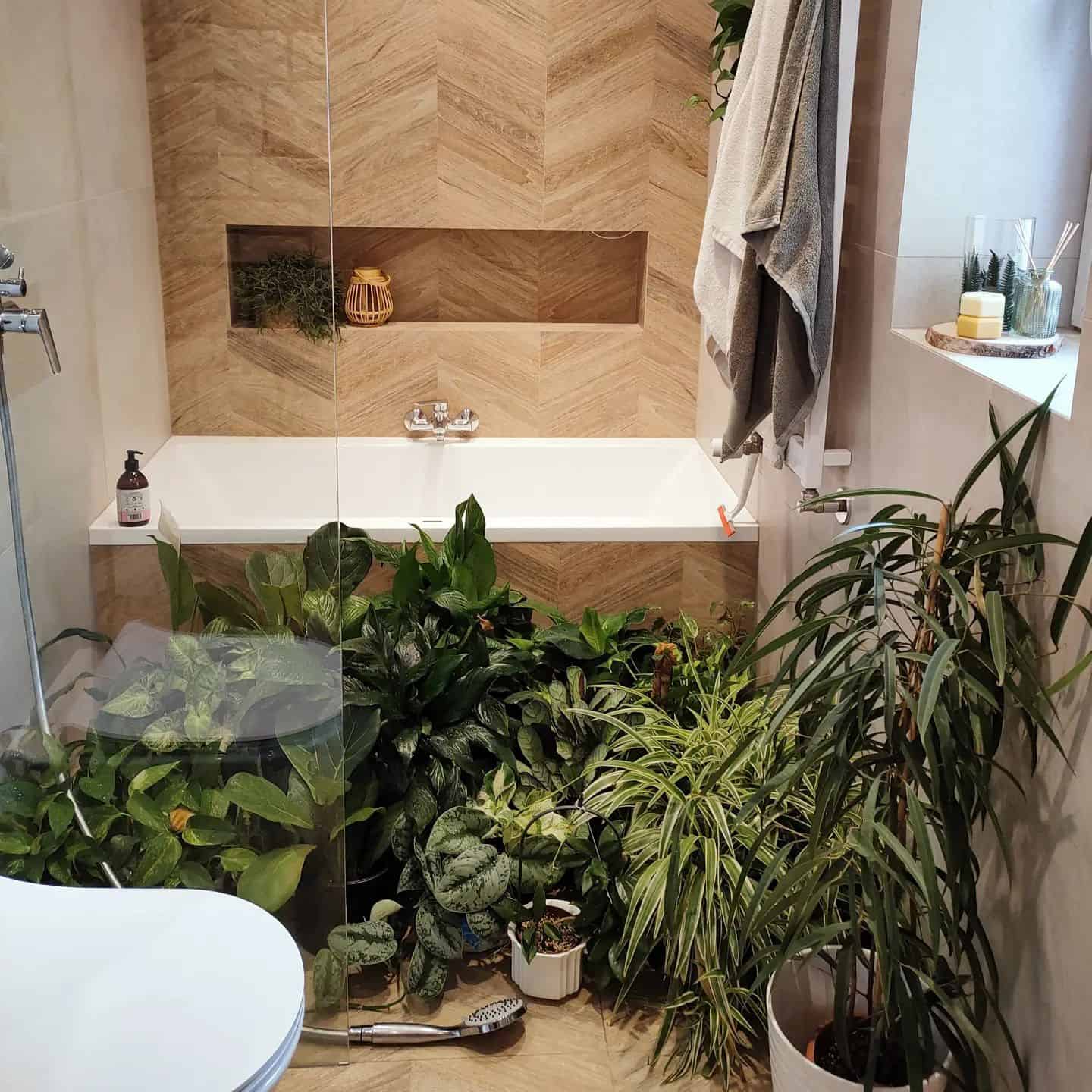 7 Plants That Thrive In Dark Bathrooms 7 Plants That Thrive In Dark Bathrooms