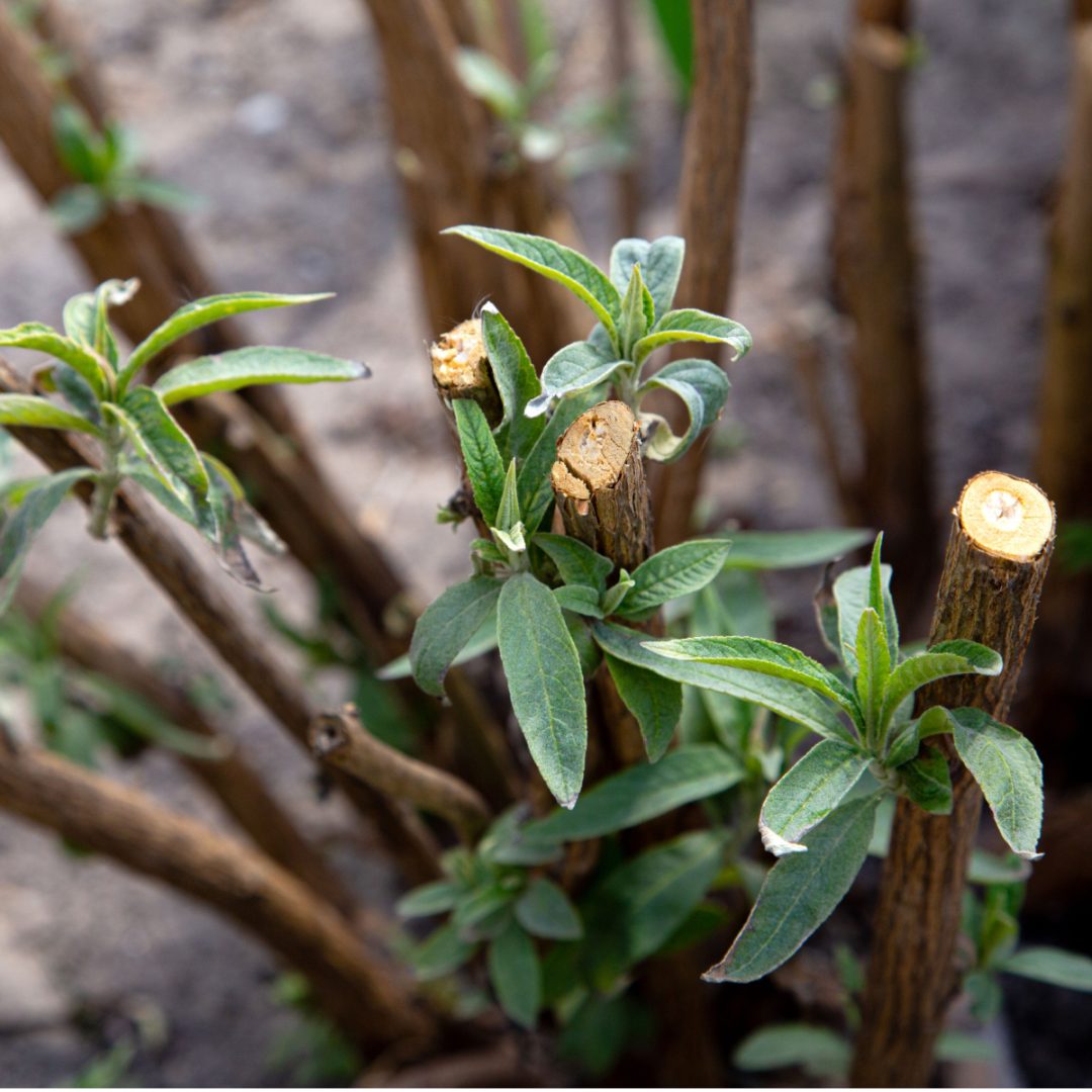 When is the Best Time to Trim Shrubs? Your 2025 Guide