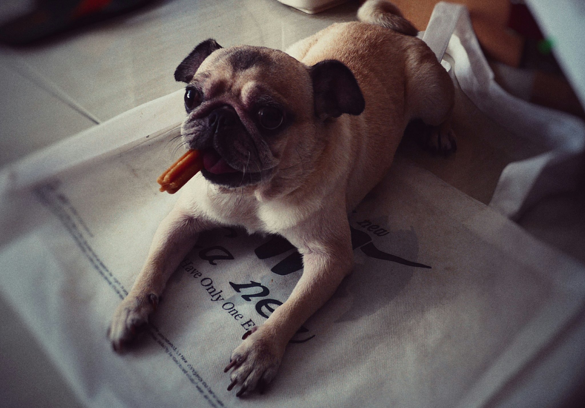 Best Food for Pugs Thats Nutritious and Healthy