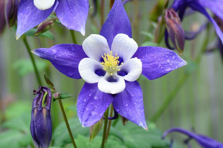 Here Are The Best Plants To Attract Hummingbirds To Your Garden Best plants for hummingbirds