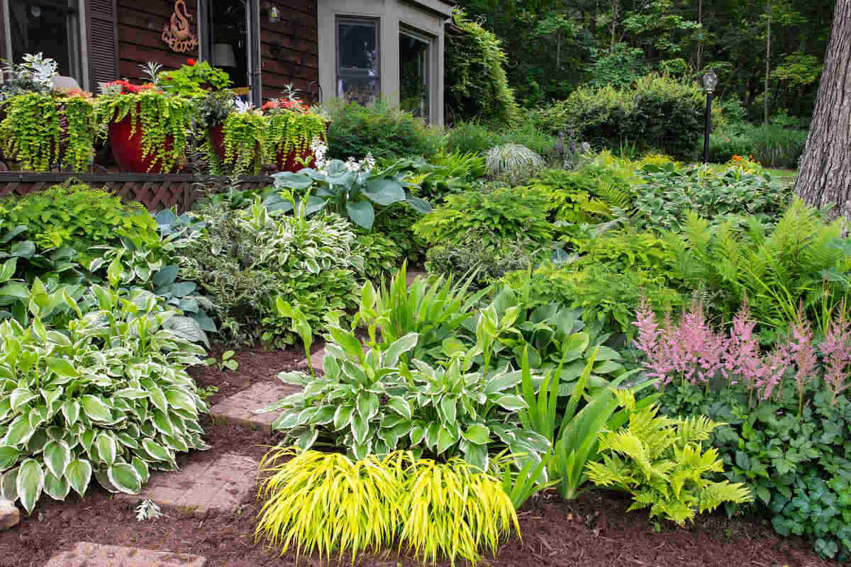 10 Best Shade Garden Plants Best plants to plant in the shade