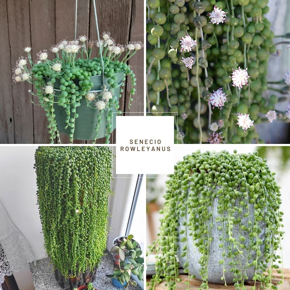 Best Indoor Hanging Plants for a Greener Home Best Indoor Hanging Plants for a Greener Home
