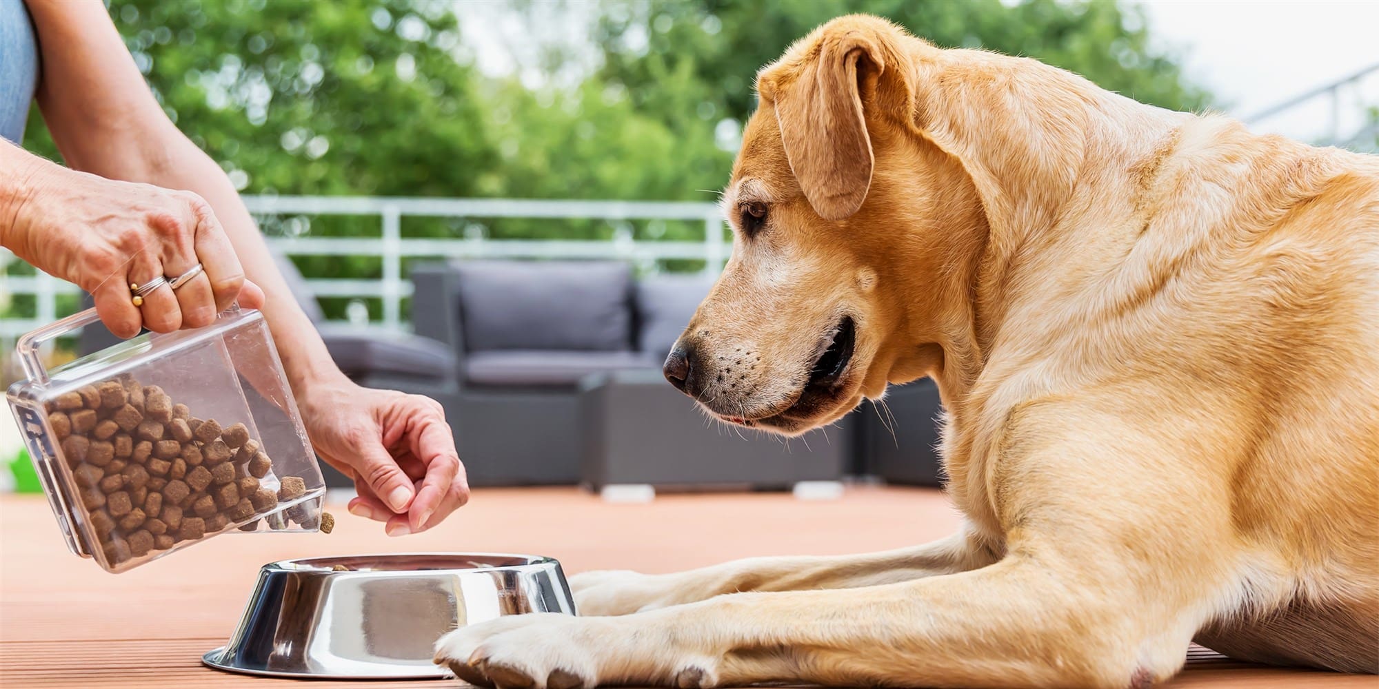 The Best Senior Dog Foods in 2021 - PetsGuided The Best Senior Dog Foods in 2021 - PetsGuided