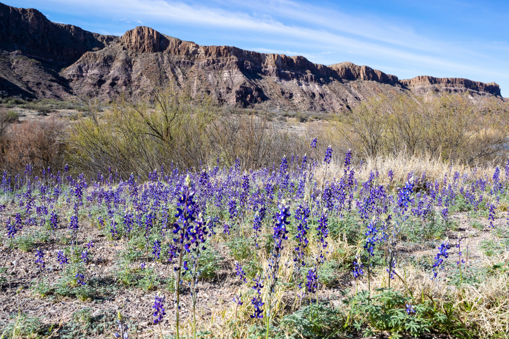 📅 The Absolute Best Time to Visit Big Bend National Park in 2025