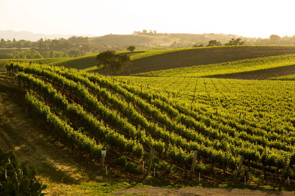 Most Beautiful Wineries in Santa Barbara - The CellarPass Blog Most Beautiful Wineries in Santa Barbara - The CellarPass Blog