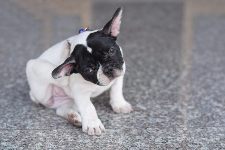 Be Best Food for French Bulldog with Skin Allergies