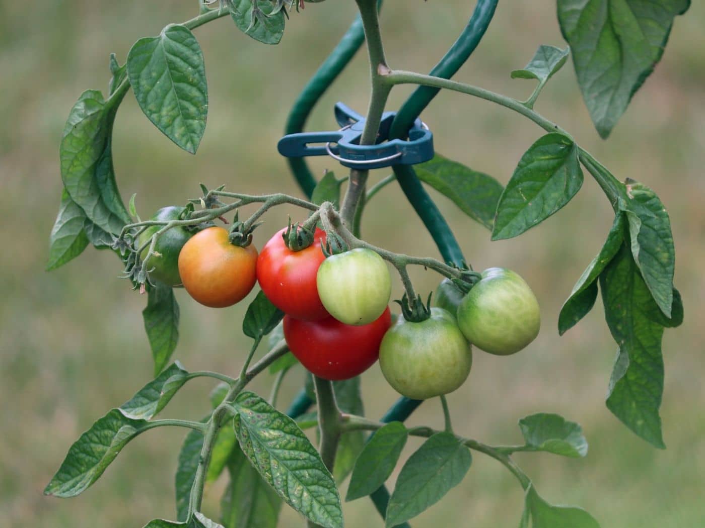 Best Companion Plants for Tomatoes