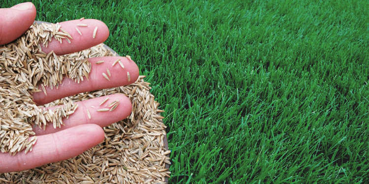 Cool Season Grass Lawn Calendar for a Healthy Green Lawn | Brandon Tran Best time to grow grass