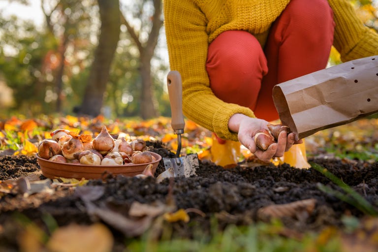Best time to plant tulip bulbs
