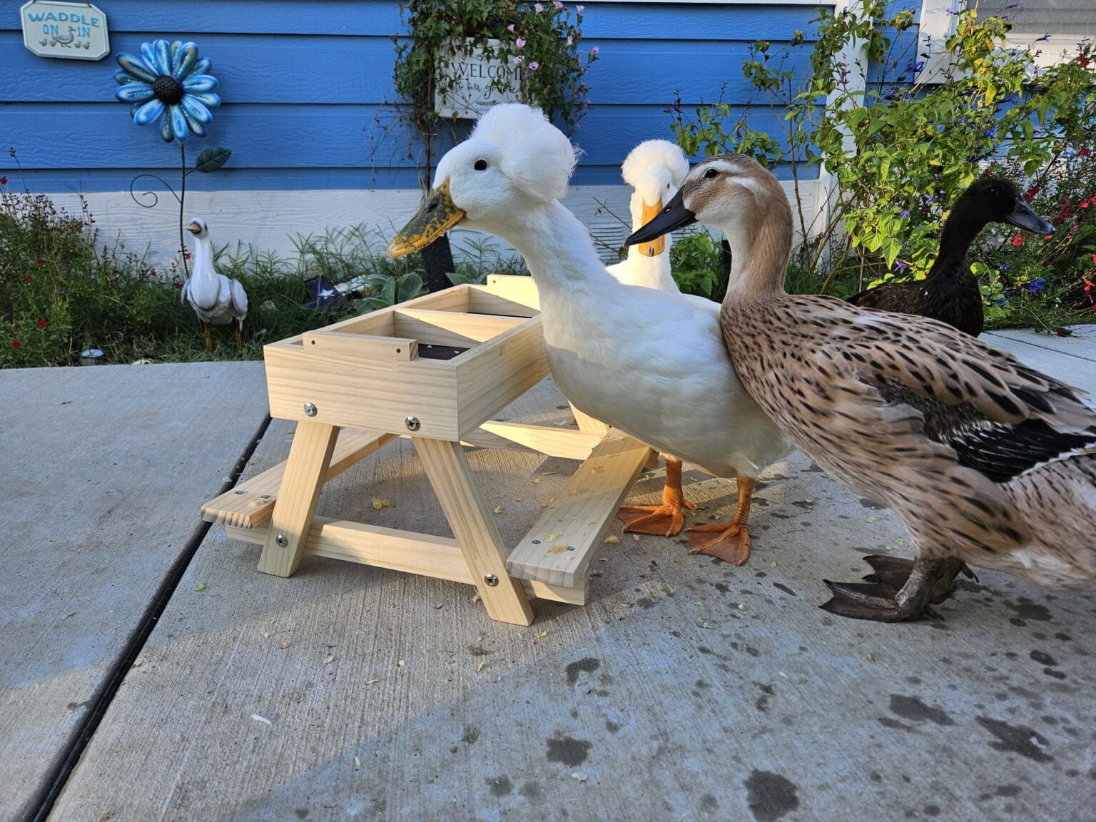 Best Food for Ducks
    What You Need to Know About Providing a Balanced Diet for Your Feathered Friends